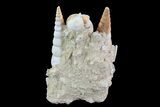 Fossil Gastropod (Haustator) Cluster - Damery, France #74518-1
